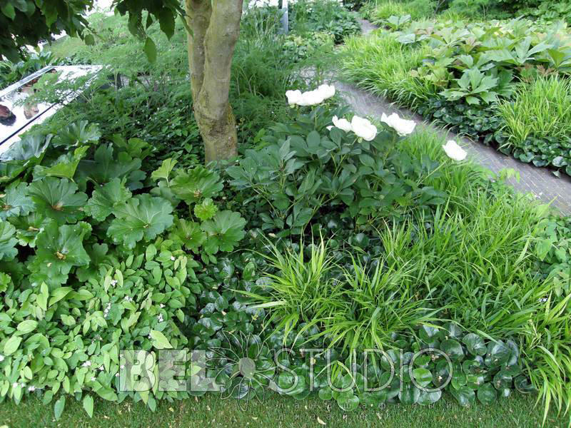 Best Show Garden Челси2008