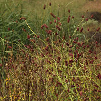 Pensthorpe Millenium Gardens. Сад Миллениум. Дизайнер Пит Удольф
