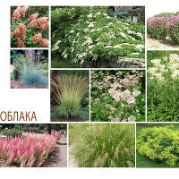 Мария. Облака